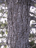 Pinus cembra