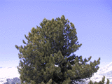 Pinus cembra