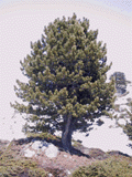 Pinus cembra