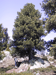 Pinus cembra