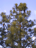 Pinus coulteri