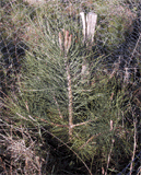 Pinus coulteri