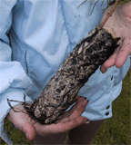 Pinus koraiensis seedling