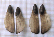 Pinus pinaster