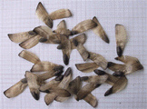 Pinus pinaster
