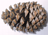 Pinus pinaster