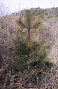 Pinus ponderosa