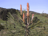 Pinus ponderosa