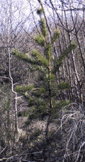 Pinus pungens