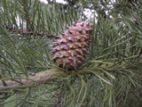 Pinus pungens