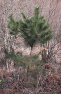 Pinus radiata