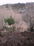 Pinus radiata
