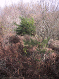 Pinus radiata