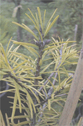 Pseudotsuga wilsoniana