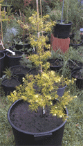 Pseudotsuga wilsoniana
