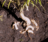 Keteleeria davidiana Roots