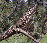 Pinus albicaulis