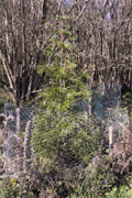Sciadopitys verticillata