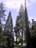 Sequoiadendron giganteum