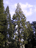 Sequoiadendron giganteum