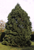 Sequoiadendron giganteum