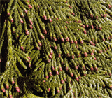 Thuja plicata