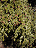 Thuja plicata