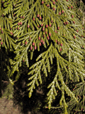 Thuja plicata