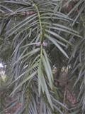 Torreya californica