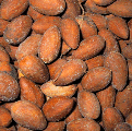 Torreya californica - Seeds
