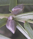 Torreya californica