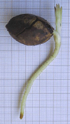 Torreya californica - Germination