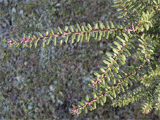 Tsuga diversifolia