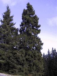 Picea abies