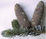 Abies georgei