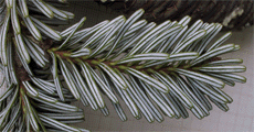 Abies georgei