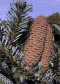 Abies koreana