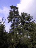 Abies pardei