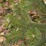 Abies recurvata