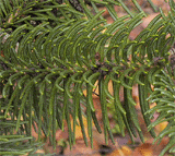 Abies recurvata