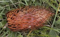 Araucaria araucana