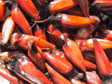Seeds