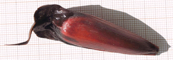 Seed