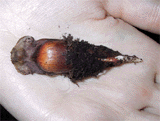 Araucaria araucana Germinating Seed
