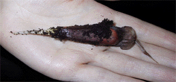 Araucaria araucana Germinating Seed