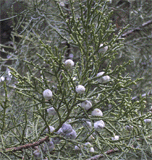 Juniperus chinensis 