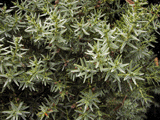 Juniperus drupacea