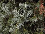 Juniperus drupacea