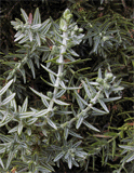 Juniperus drupacea