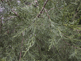 Juniperus thurifera 
